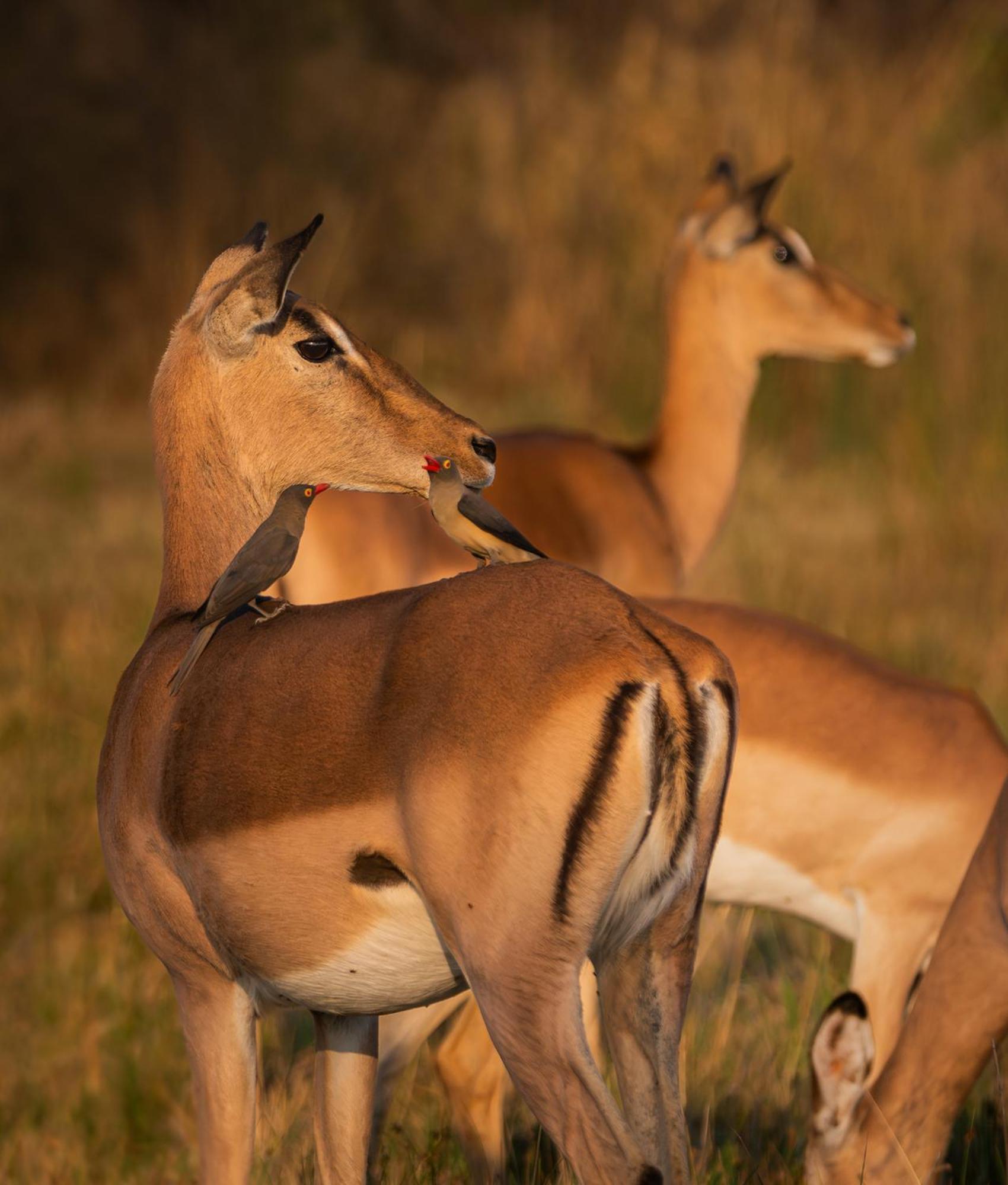 Out In Africa Wildlife Lodge Hammanskraal Dış mekan fotoğraf