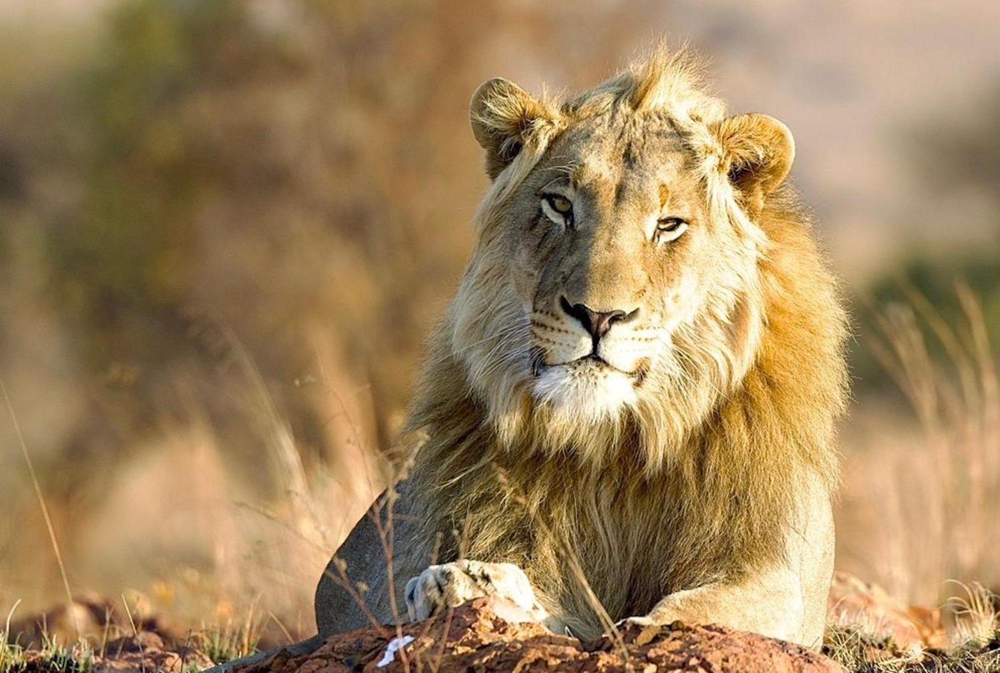 Out In Africa Wildlife Lodge Hammanskraal Dış mekan fotoğraf